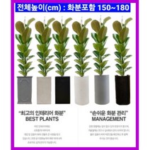 없음 [반값화분] MAIN-대형인도고무나무140 직접배송 축하화분 개업화분 거실화분 카페화분 인테리어화분 아레카야자극락조 알로카시아 파키라 고무나무, 방문분갈이