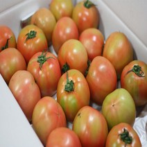 [몬스터팜] 쥬스용 토마토 10KG 대용량 초특가, 1box, 쥬스용소과(5번이하랜덤)