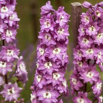 델피늄 매직파운틴 시리즈 컬러선택 (꽃씨앗/20립) Delphinium 델피니움, 라일락핑크 화이트 비