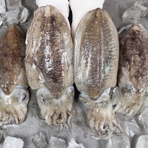 서천 자연산갑오징어 두툼한 갑오징어 생물갑오징어 1kg 손질갑오징어 500g, 푸 서천 자연산 생물 갑오징어 1kg, 1개
