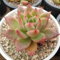 [수암다육] 왁스 랜덤발송 Echeveria agavoides molded wax agave 다육 다육이 다육식물 국민다육 다육이키우기 선인장 미니선인장