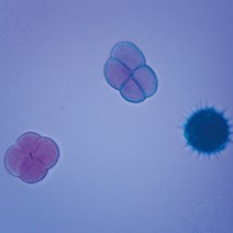 (JLS) 꽃가루 (화분) 영구프레파라트 (75x25mm) 1매 꽃가루프레파라트 현미경용 슬라이드표본 박편 절편 표본