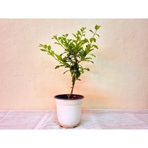 꽃용 발렌타인 자스민 듀란타 중품