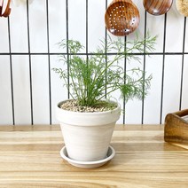 1+1 딜 키친허브 화분 세트 로즈마리 타임 바질 베란다 텃밭 허브 키우기, H33.딜, H04.애플민트