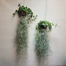 [나인에잇틴]1+1 디시디아그린 수염틸란 159