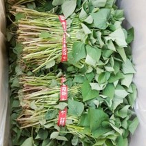 맛있는 농장 꿀고구마 모종 5kg, 5월 09일 도착