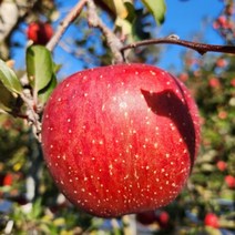 괴산사과 속리산사과 10kg 흠과 못난이사과 기스 랜덤 산막이옛길사과 연풍사과, 상세페이지 참조