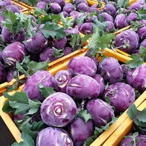 띠앗농장 당일수확 제주 콜라비 특품 5kg 10kg 15kg, 15kg특(20-28개)