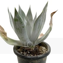 두들레야샤크-에케베리아/브리트니/화리노사/백분, 1개