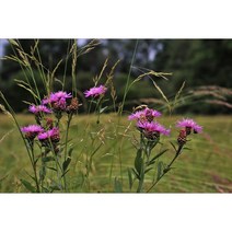 토종 엉겅퀴모종 5주(5개)/토종 가시엉겅퀴모종 (WJ)