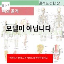 학습용 골격 인체 해골 뼈 인형 신경 모형 근육, 골격괘도18무1장-사이즈40*60CM