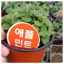 애플민트-20개박스/사과와 박하를 섞은 듯한 순한 향기가