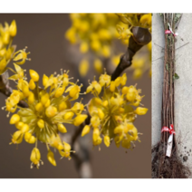 (성실D)산수유나무 실생2년 키150센치 5그루