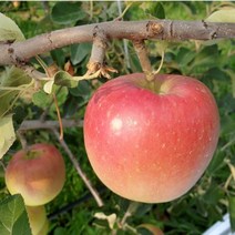 충주 사과 GAP 꿀사과 아리수 가정용 5kg 25과 내외