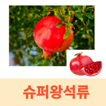 일심묘목농원 슈퍼왕석류 나무 묘목 석류나무 삽목1년생 특묘 상묘 중묘 하묘, 삽목1년생 (특묘)