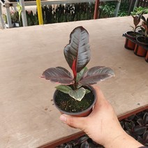 공룡꽃식물원 10~30cm 55 루비수채화고무나무 소품