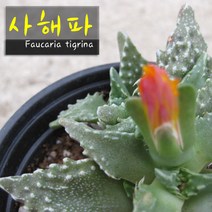사해파 지름 9cm 소품, 3개