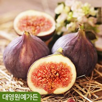 무화과나무 승정도후인 결실주 포트 열매, 02. 결실주 7치포트