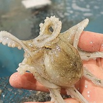 [푸디앤] 신진도 가을 활 주꾸미 1kg (8~15미 왕주꾸미)