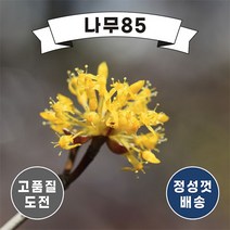 (나무85) 산수유 실생1년 (5주묶음)