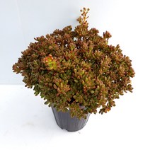 소인제 다육이 중품 붉은색으로 물든 에오니움속 다육식물1-150, 단품, 상세페이지 참조