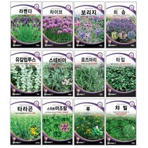 오레가노 유칼립투스 라벤다 오레가노 라벤다 로즈마리 페퍼민트 보리지 허브씨앗 타임 바질 카모마일 차이브 딜 레몬밤 세이지 히솝 소렐 유칼립투스 키우기 심기 재배 정원가꾸기, 천일홍 100립