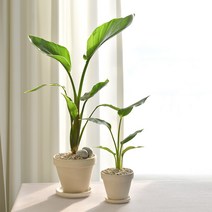 극락조 키우기 쉬운 실내공기정화식물 독일토분 분갈이 인테리어, 극락조(중)+독일 화이트크림15호+받침13호