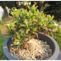 [수암다육] 제기국 랜덤발송 Delosperma Napiforme 다육 다육이 다육식물 반려식물 국민다육 플랜테리어 미니선인장