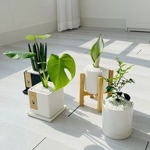 cocooning 키우기 쉬운 실내 초보자 공기 정화 청정 식물, 원형화이트, 오렌지자스민