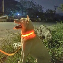 미스터구삼 강아지 야광 LED 목줄 리드줄 세트, S, 주황