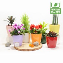 [라이네쎄] 로즈 빈화분 2호 / 자체제작/물구멍없는화분/플라스틱화분/PP화분, 핑크