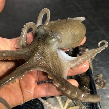 서해 태안 쭈꾸미 냉동쭈꾸미 급냉쭈꾸미 1kg, 1개