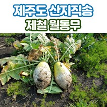 제주도 직발송 월동무, 월동무 15kg