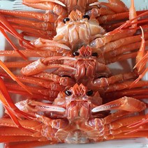 마켓통 연지홍게 13마리 내외 포항 구룡포 산지직송 자숙 연지홍게 (찜+배송비 포함), 고급 연지홍게 10미 내외