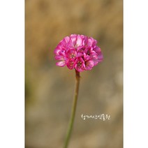 꽃대 자엽아르메니아 / 사진촬영 2023년 2월 4일