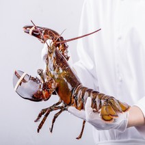 [직수입] 캐나다 활 랍스터 바닷가재 대왕 (600g/700g/1kg/1.5kg/2kg), 미디엄점보 2.5kg 내외