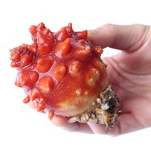 통영 활 멍게 우렁쉥이 꽃멍게 1kg, 활멍게 1kg, 1개