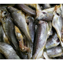 파조기(중대) 2kg 생조기 목포참조기 목포파조기 목포조기 조기굴비(조업당일발송상품), 파조기(중대) 2kg(22~30마리내외)