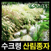 수크령/수크렁씨앗/1kg/산림씨앗/산림종자/도시농부