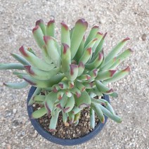 [수암다육] 백미인 랜덤발송 Cotyledon orbiculata var. flanaganii 랜덤발송 다육 다육이 다육식물 401