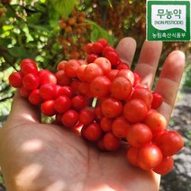 강원도 홍천 오미자 생과 5kg 산지발송 햇오미자 생오미자 2023년