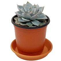 미스터허브 실내 공기정화식물 식용허브 키우기 화분 분갈이 인테리어 식물, 65_데스매치아