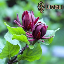 자주받침꽃 나무언니, 비너스 C2화분, 1개