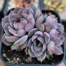 빛깔고은 예쁜다육, 4번 핑크스텔라