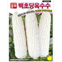 아시아종묘 백초당 옥수수 씨앗 종자 100립, 1개