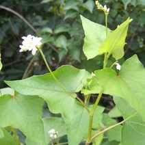 아시아종묘 대용량 꽃씨앗종자 메밀꽃 (kg) C27, 1개