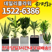 실내공기정화식물 미세먼지 공기청정 키우기쉬운식물 플랜테리어 식당 개업축하선물 산세베리아 고무나무 안시리움 율마 아가베 아레카야자 승진화분, (선택26)고무나무