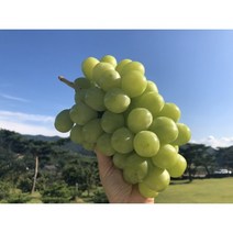 영천산 프리미엄 망고포도 씨없는 샤인머스켓 2kg, 2kg(3~4수) 상품