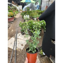 식물사랑꽃농원 체리세이지 소품