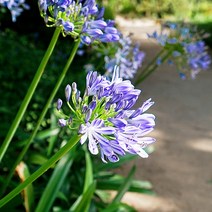 [모야모 꽃씨] 아가판서스 10립 씨앗 연중파종, 1개